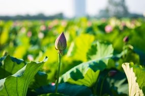 夏日绿色荷塘风光摄影图片